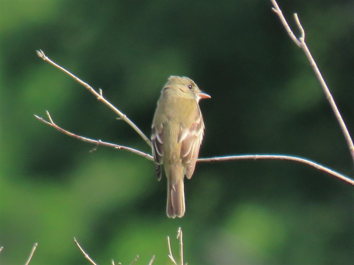 Alder Flycatcher - Edward Kittredge