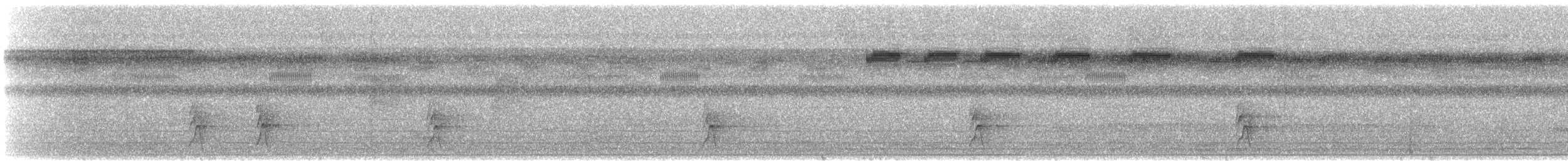 Schwarzscheitel-Ameisenvogel (minor/jensoni) - ML592580301