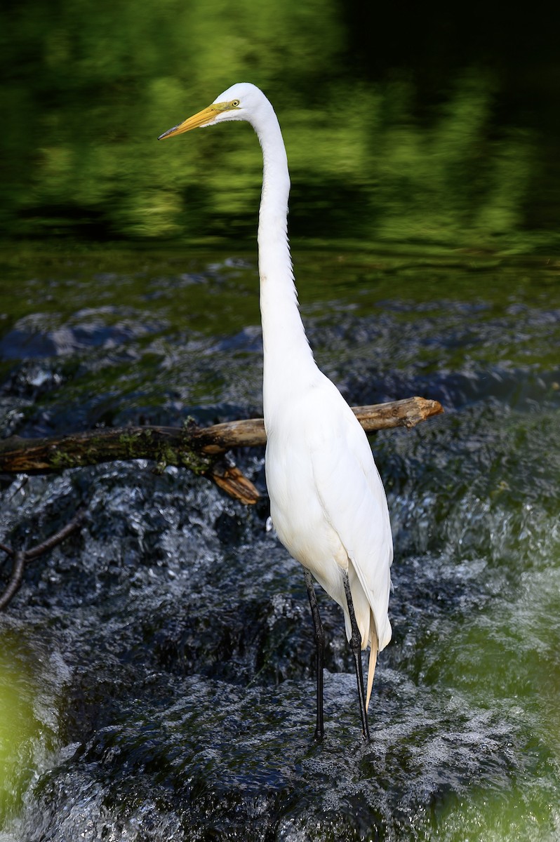 Great Egret - ML592582301