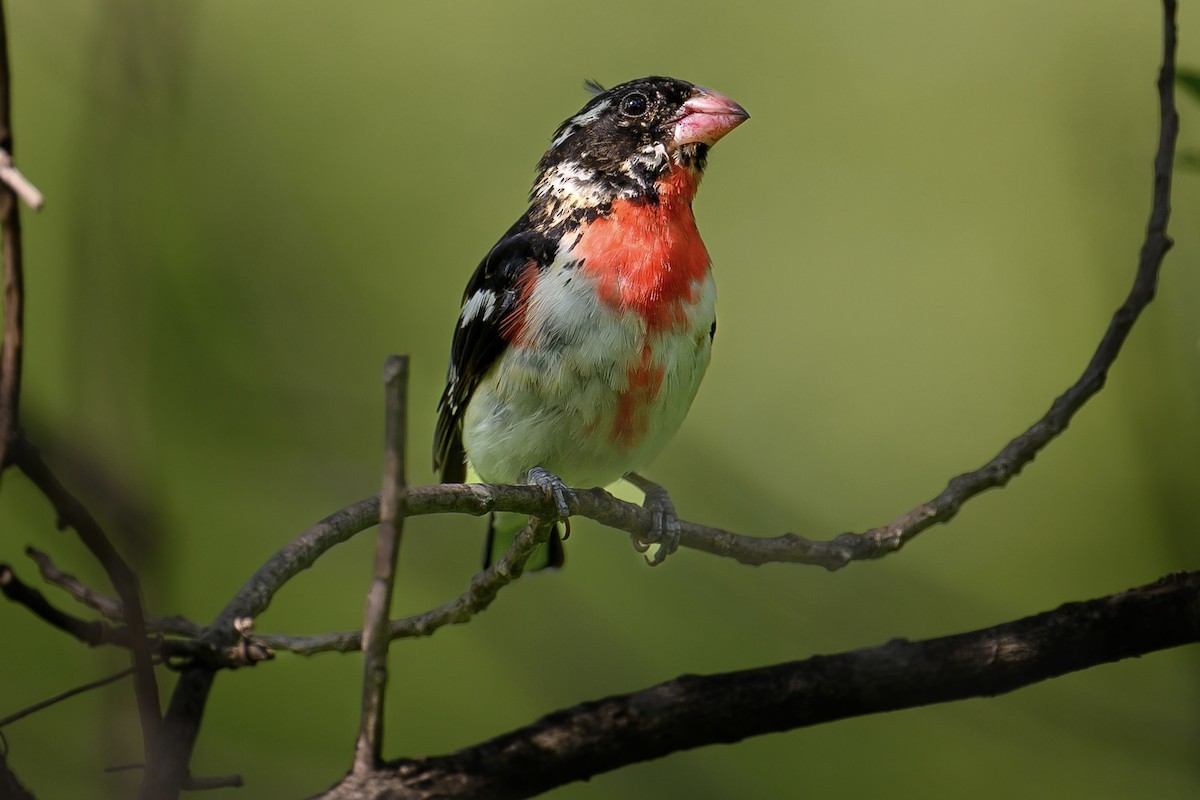 Cardinal à poitrine rose - ML592582331