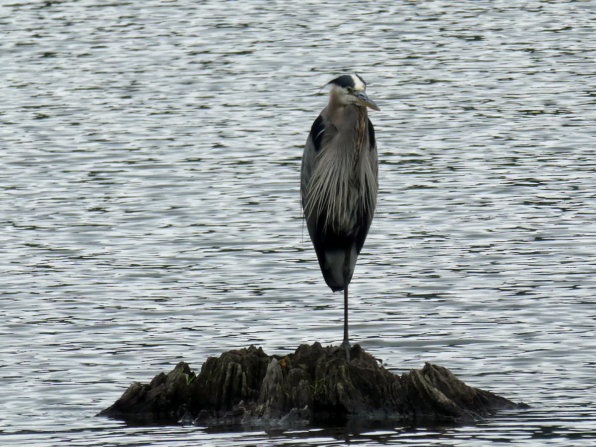 Great Blue Heron - ML592583201