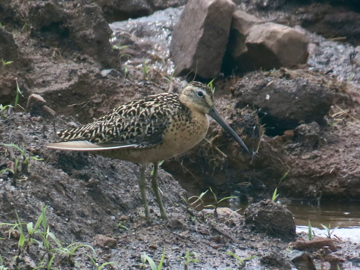 Short-billed Dowitcher - ML592583731