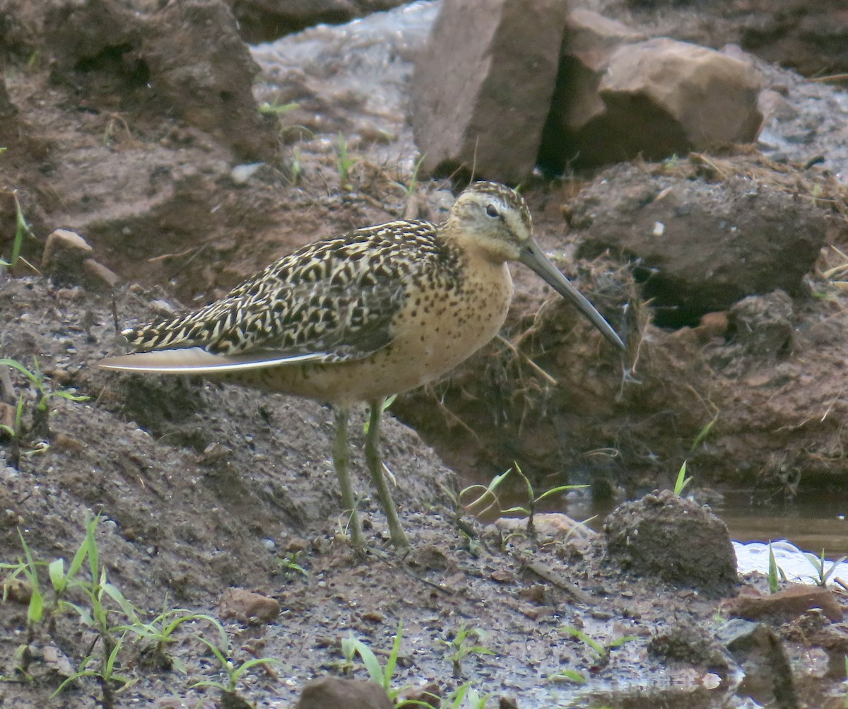 Short-billed Dowitcher - ML592583751