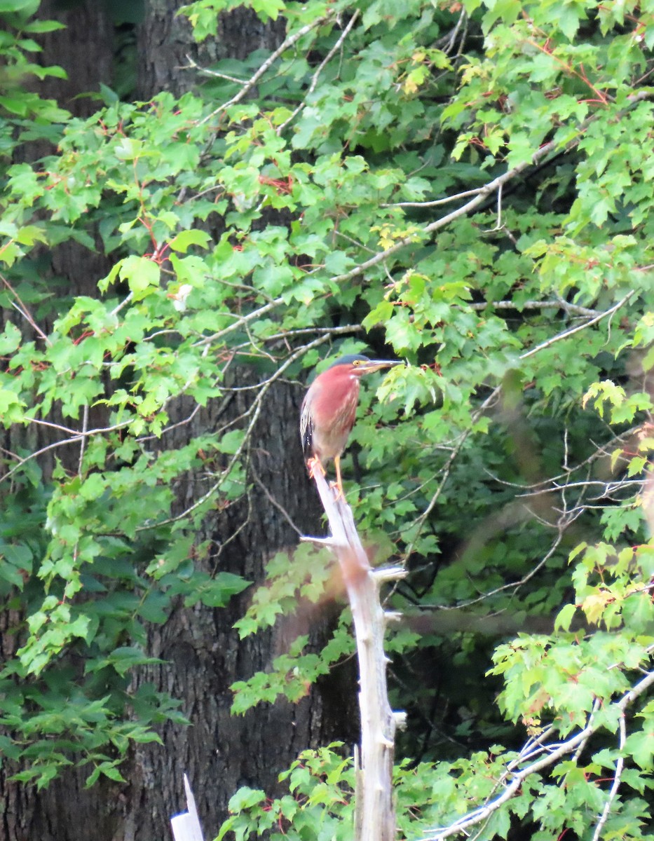 Green Heron - ML592583891