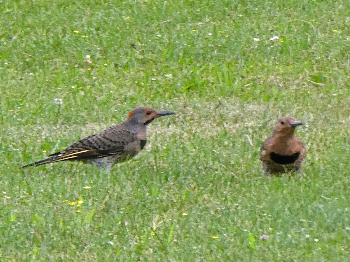 Northern Flicker - Manjul Bhushan