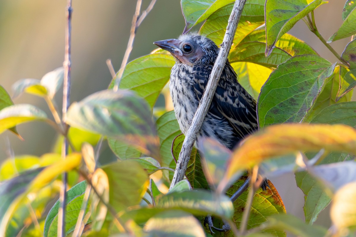 Red-winged Blackbird - ML592584571