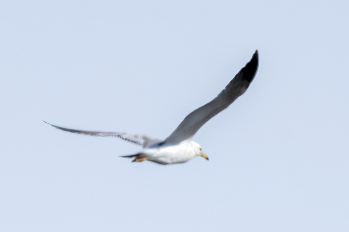 Lesser Black-backed Gull - Nancy Maciolek Blake