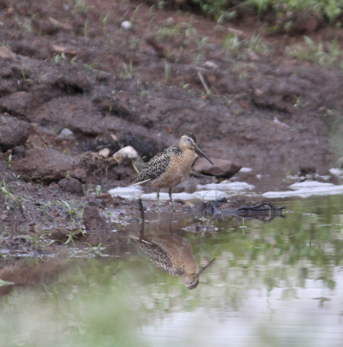 Short-billed Dowitcher - ML592585691