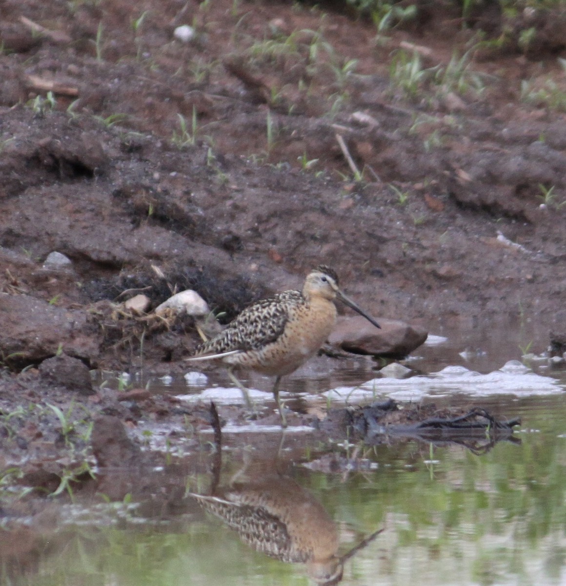 Short-billed Dowitcher - ML592585701