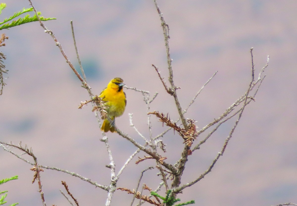 Bullock's Oriole - Herb Elliott