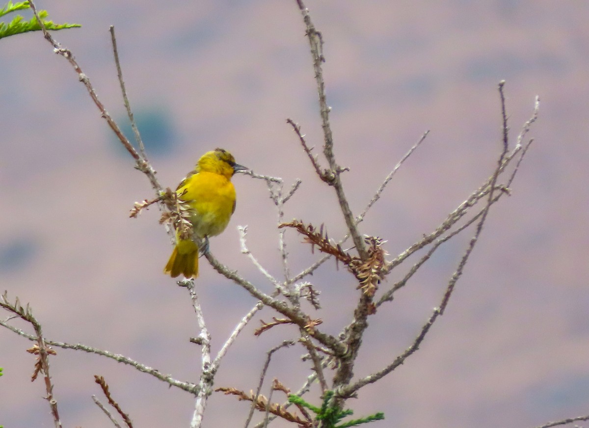 Bullock's Oriole - Herb Elliott