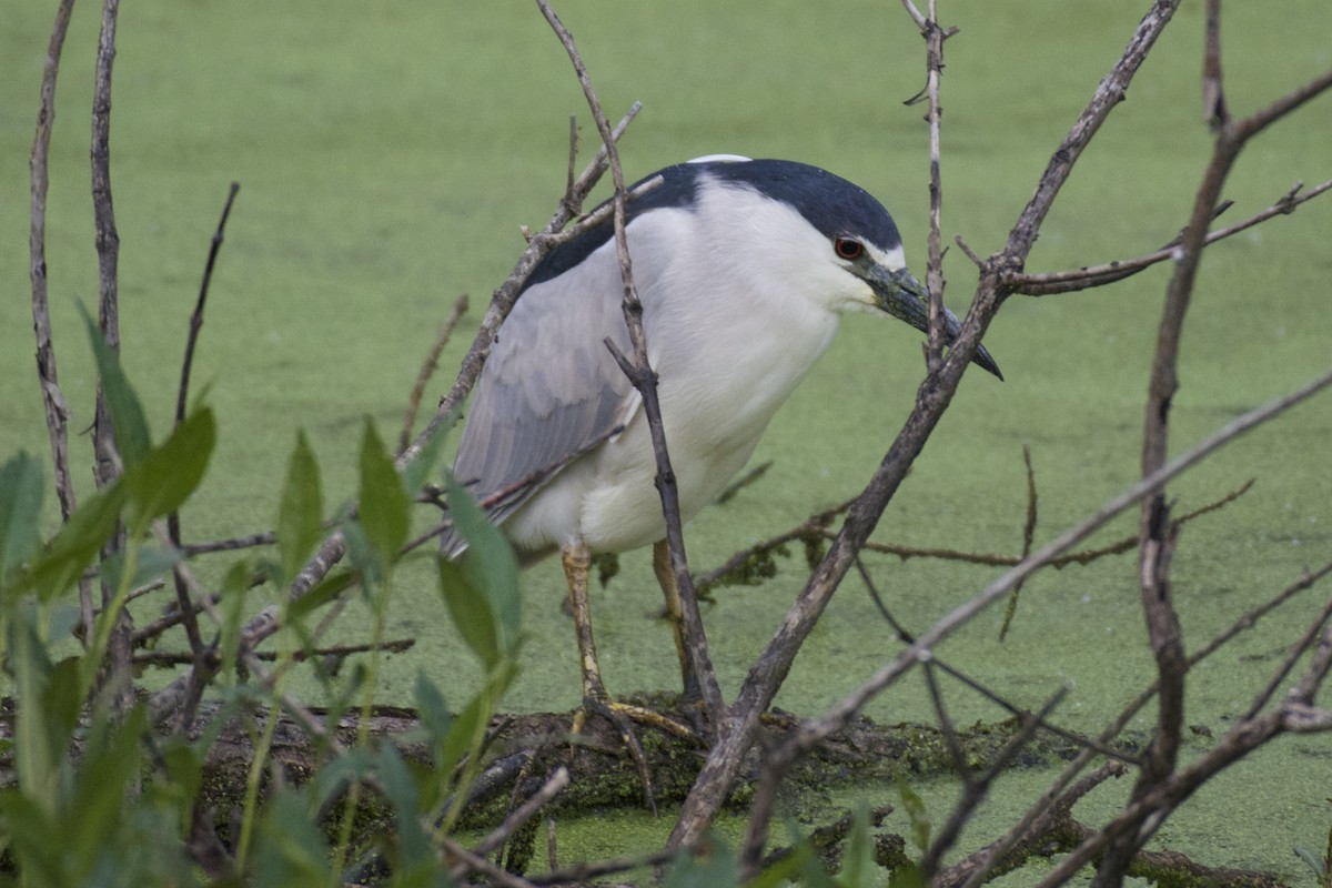 Black-crowned Night Heron - ML59258651