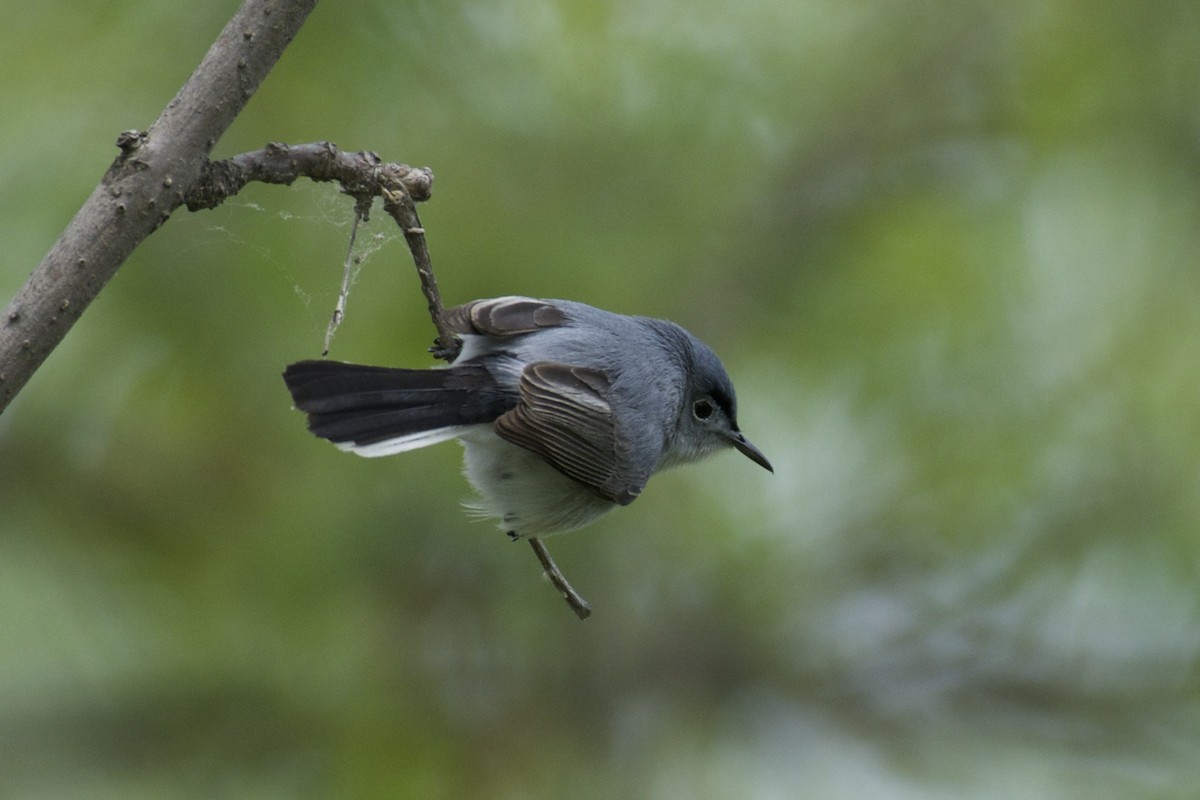 Blue-gray Gnatcatcher - Ben Davis