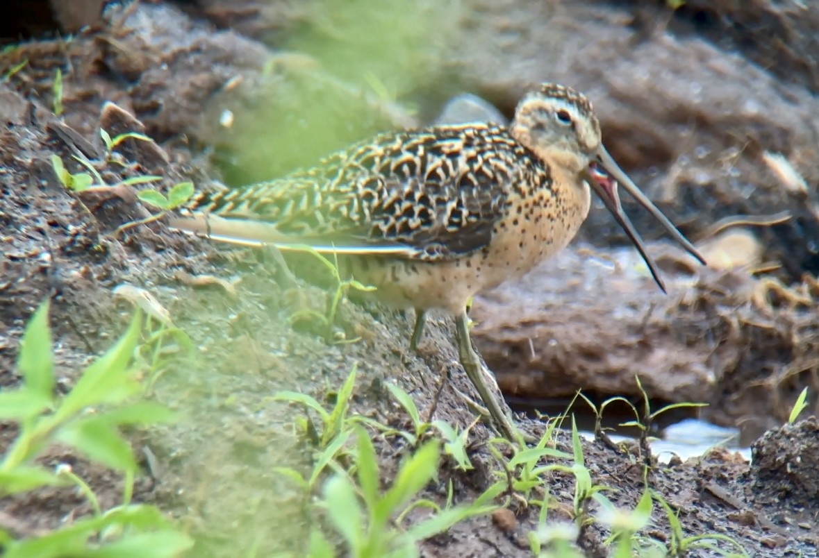 Short-billed Dowitcher - ML592586841