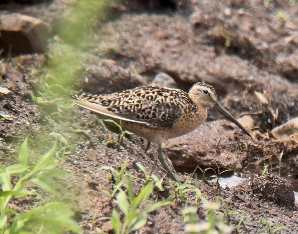 Short-billed Dowitcher - ML592586861