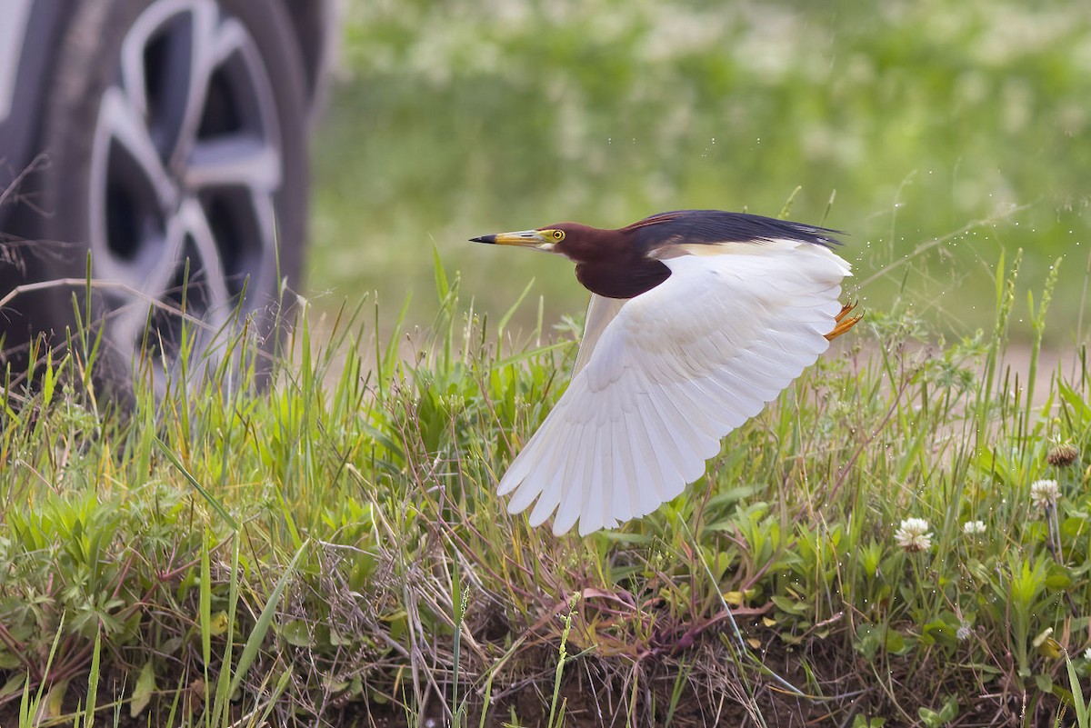 Chinese Pond-Heron - ML592586891