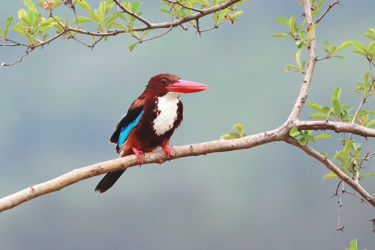 White-throated Kingfisher - ML592587101