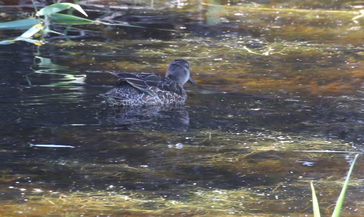 Green-winged Teal - ML592588931