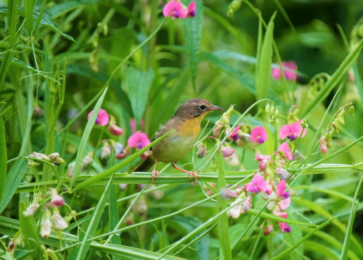 Common Yellowthroat - ML592590111