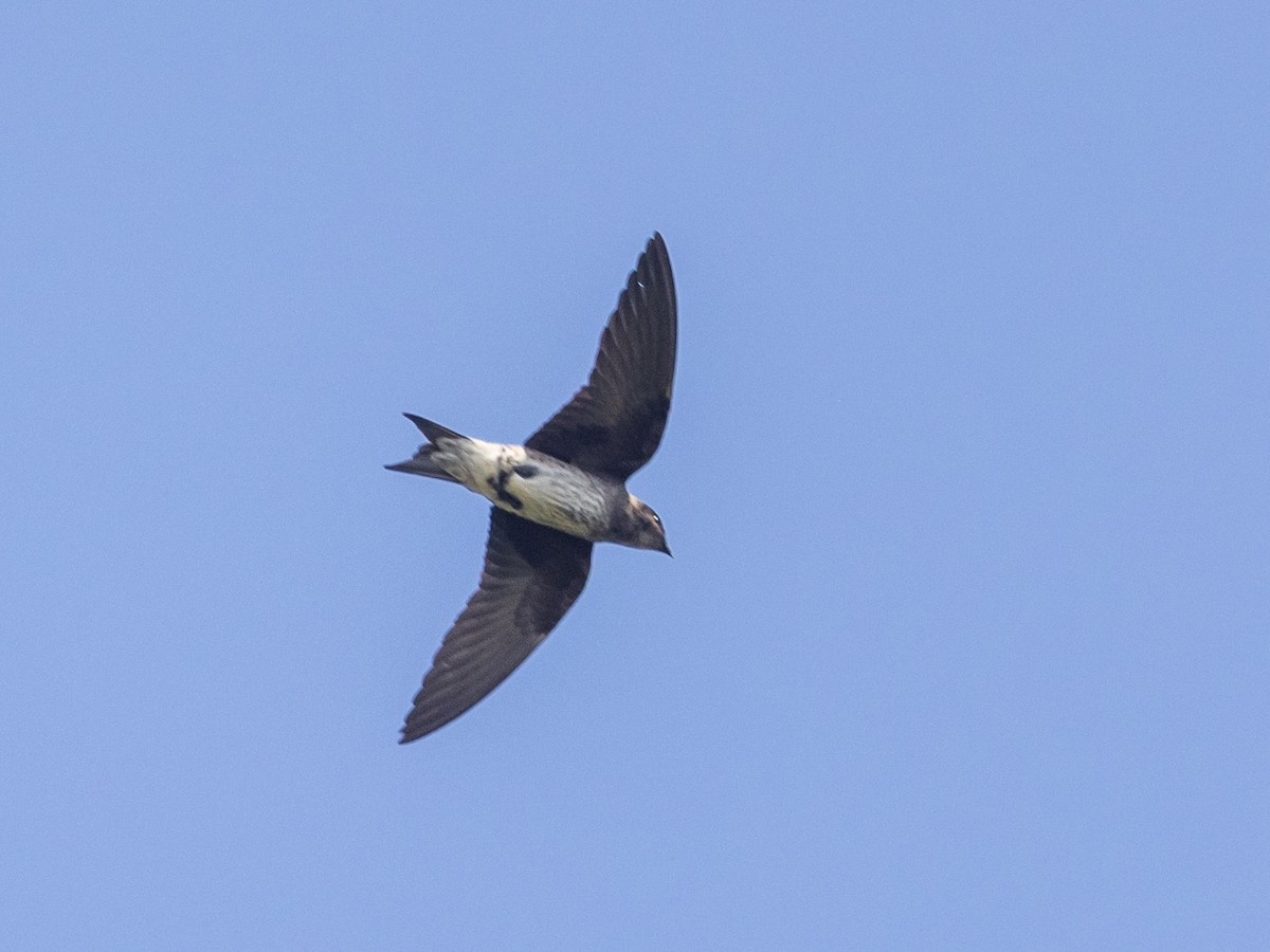 Purple Martin - Angus Wilson