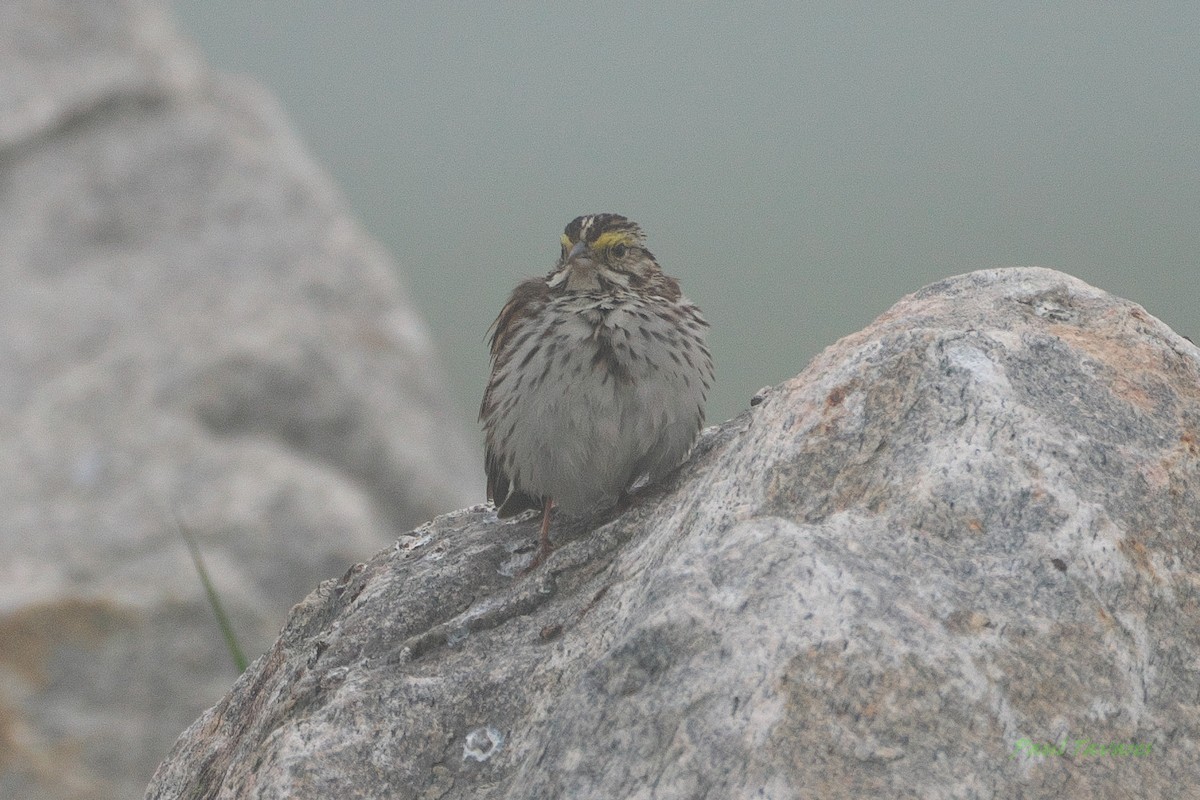 Savannah Sparrow - ML592591361