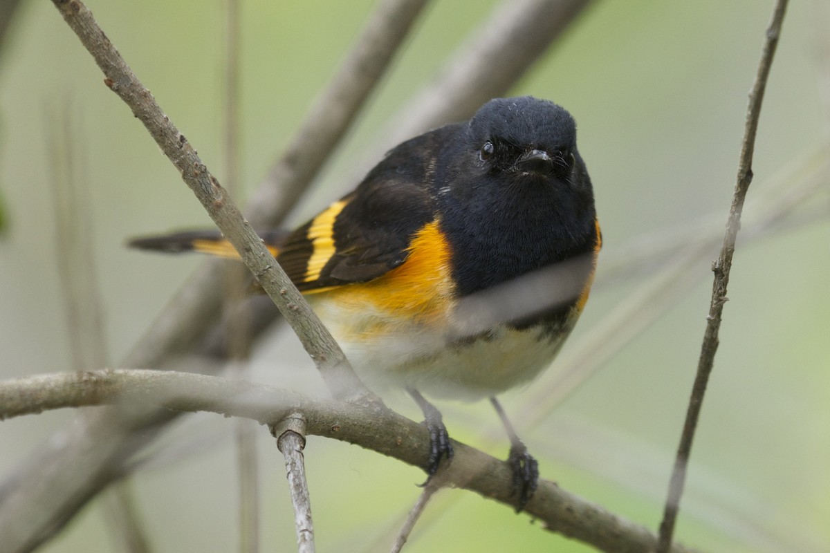 American Redstart - ML59259161