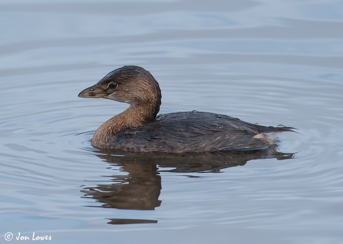 Pied-billed Grebe - ML592591991