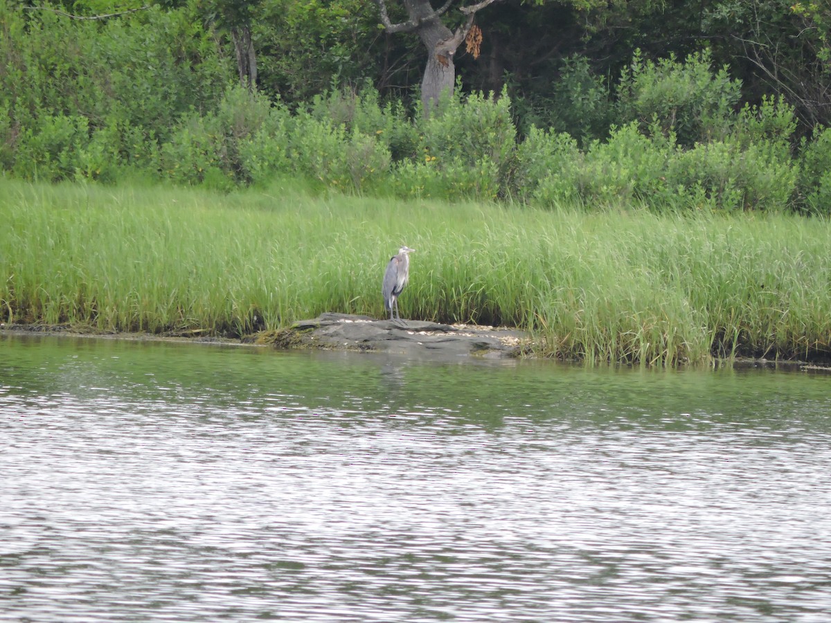 Great Blue Heron - ML592593261