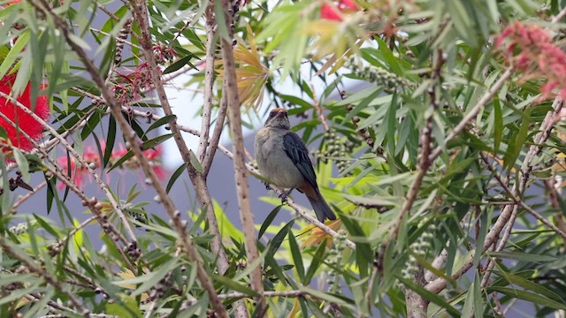 Scrub Tanager - ML592594851