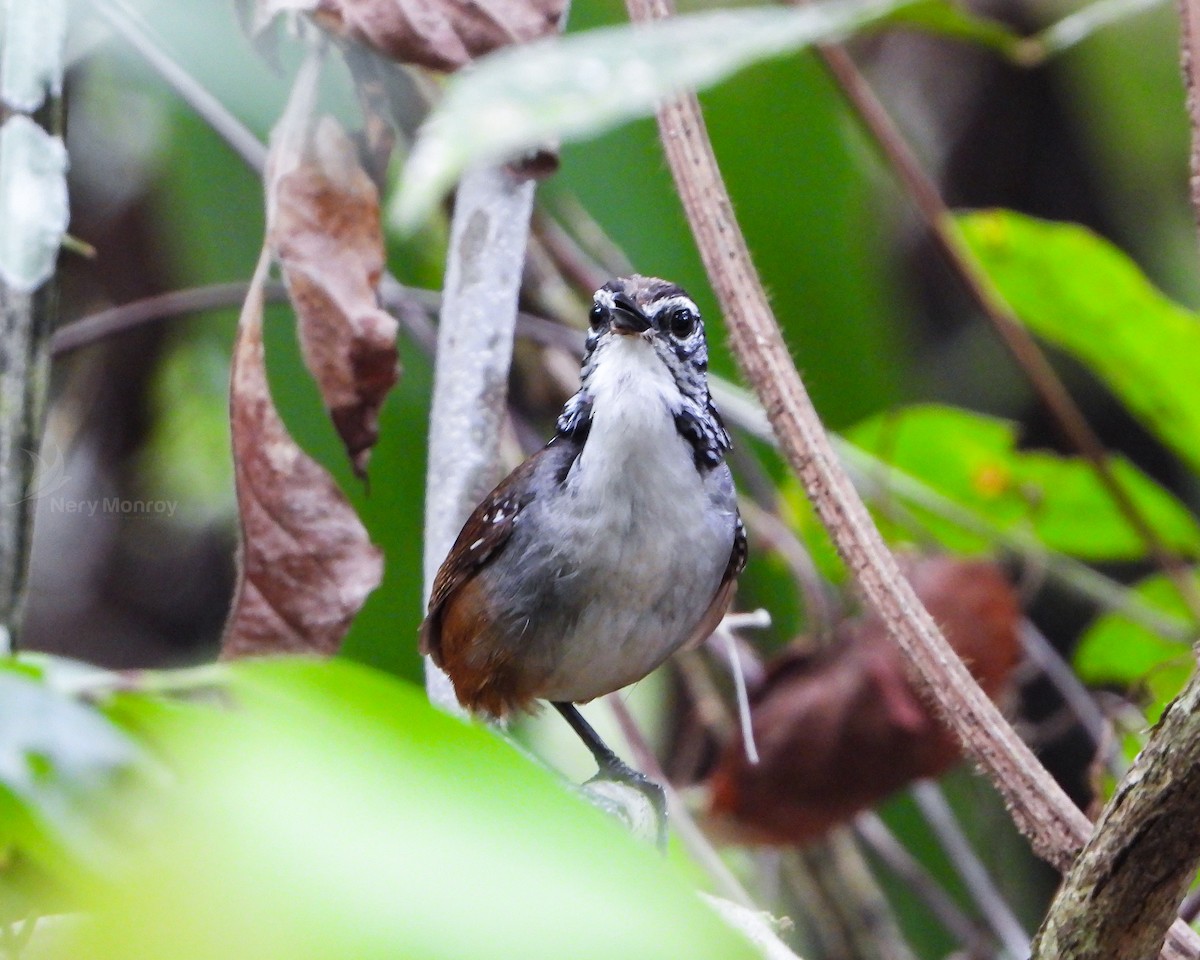 White-breasted Wood-Wren - Nery Monroy