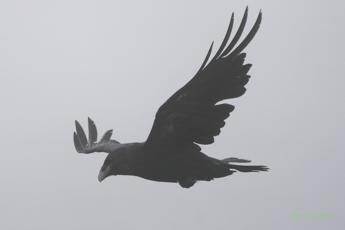 Common Raven - ML592595391