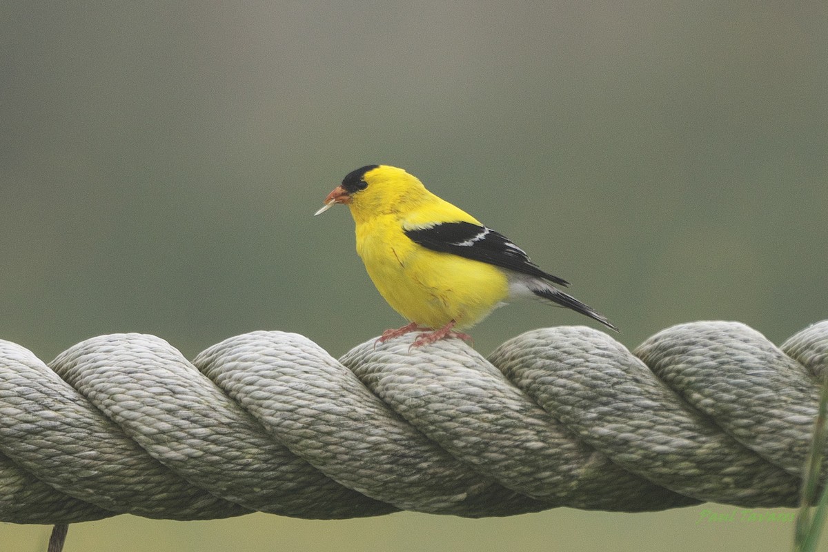 American Goldfinch - ML592595411