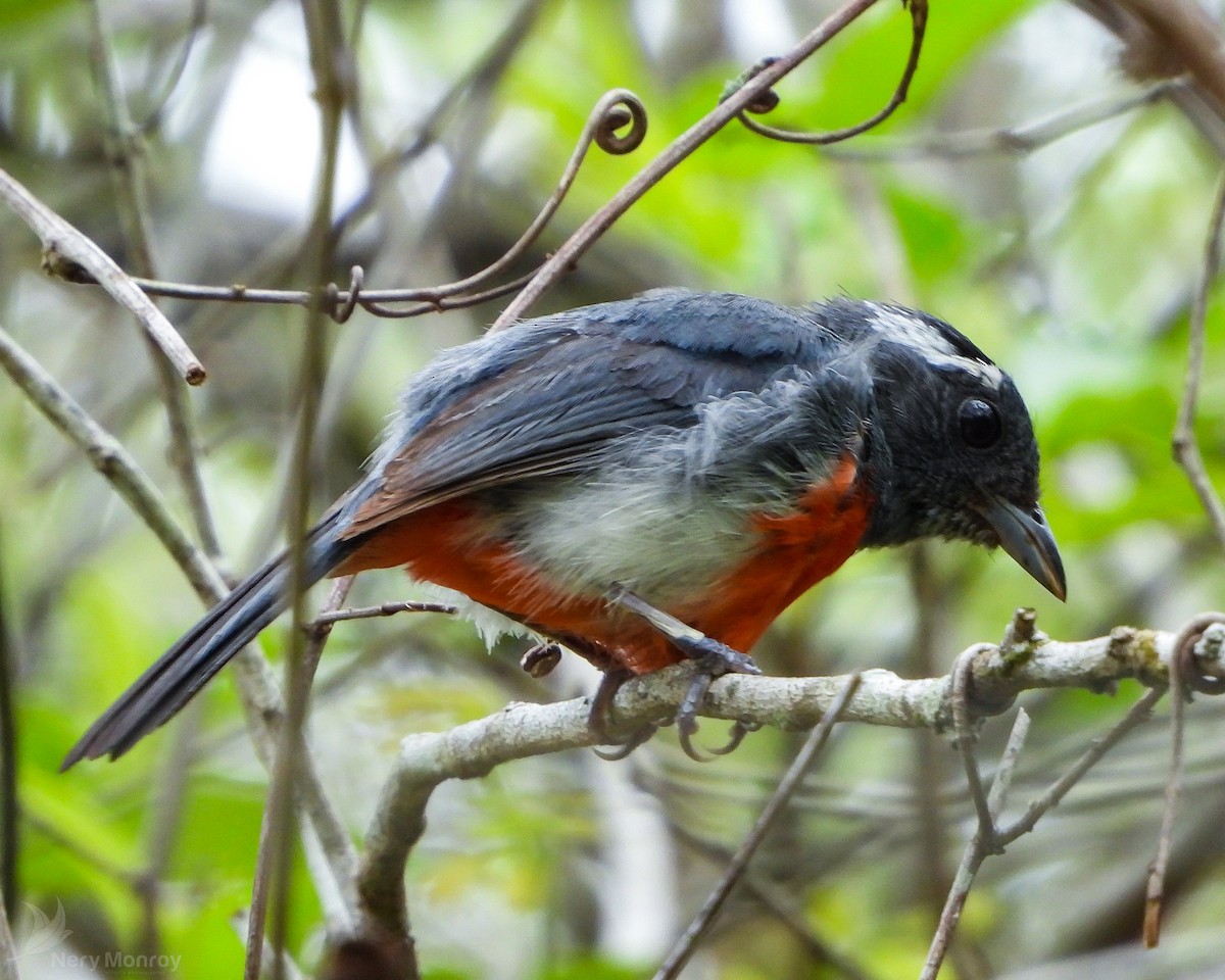 Gray-throated Chat - Nery Monroy