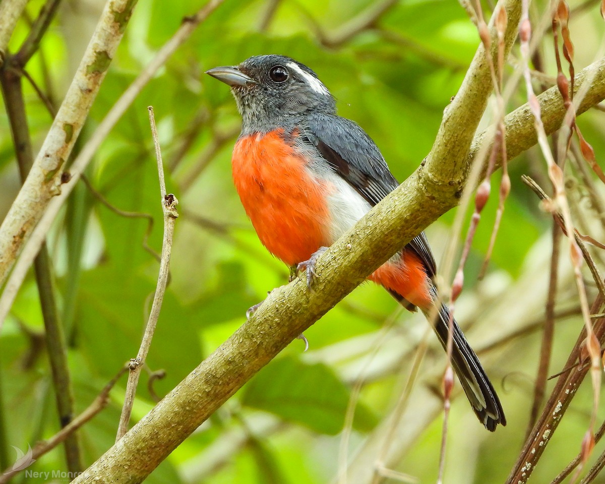 Gray-throated Chat - Nery Monroy
