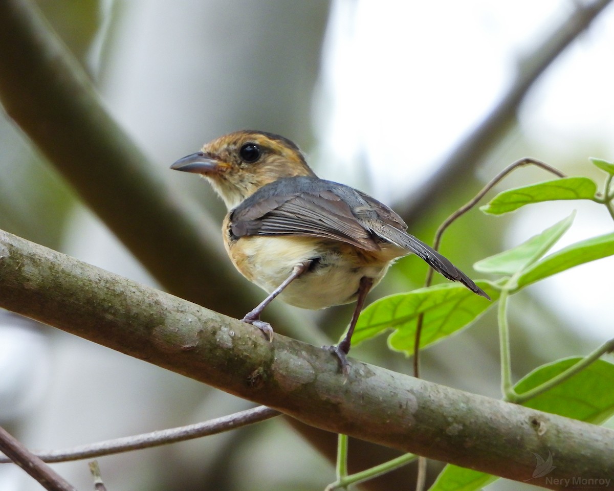 Gray-throated Chat - Nery Monroy