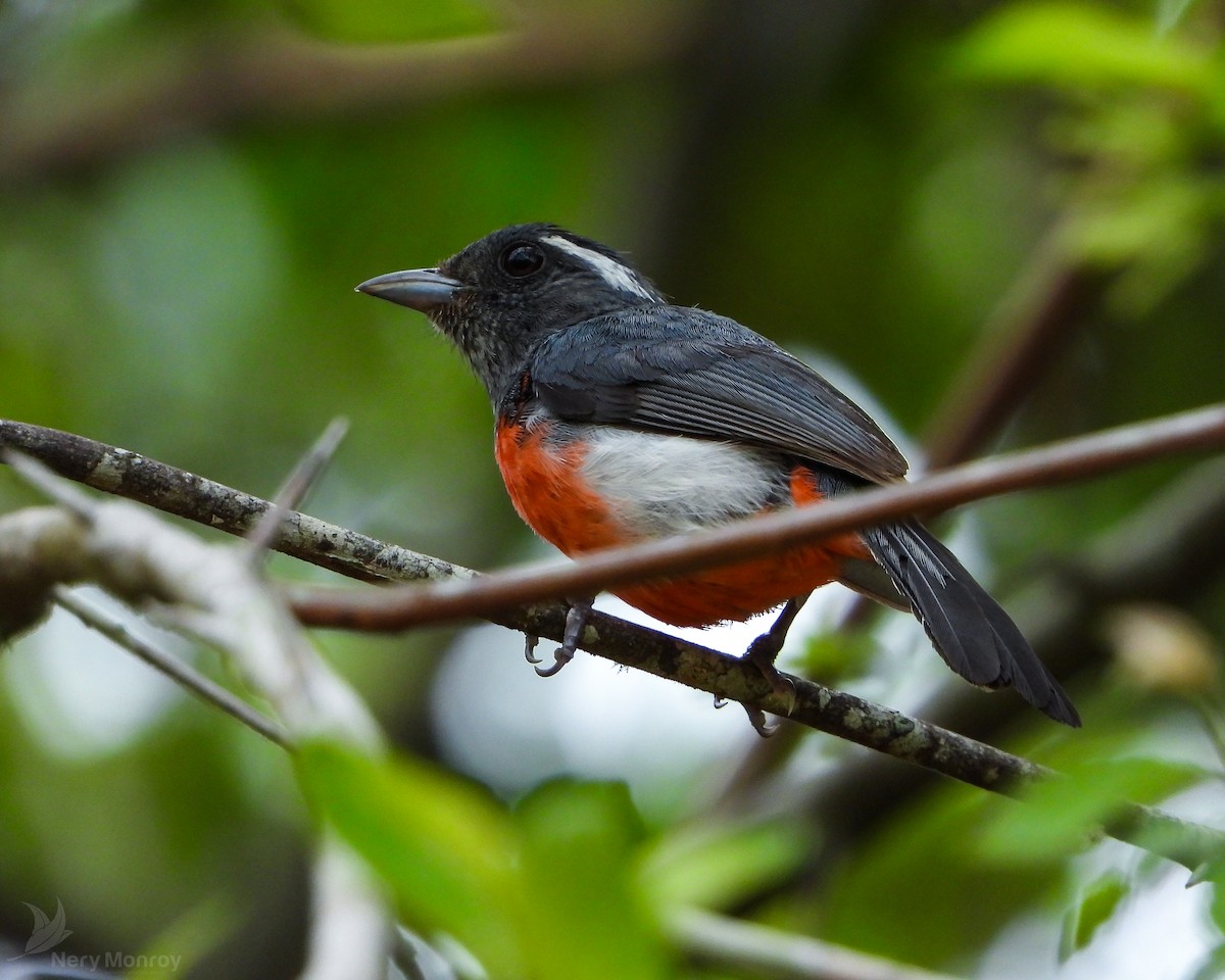 Gray-throated Chat - Nery Monroy