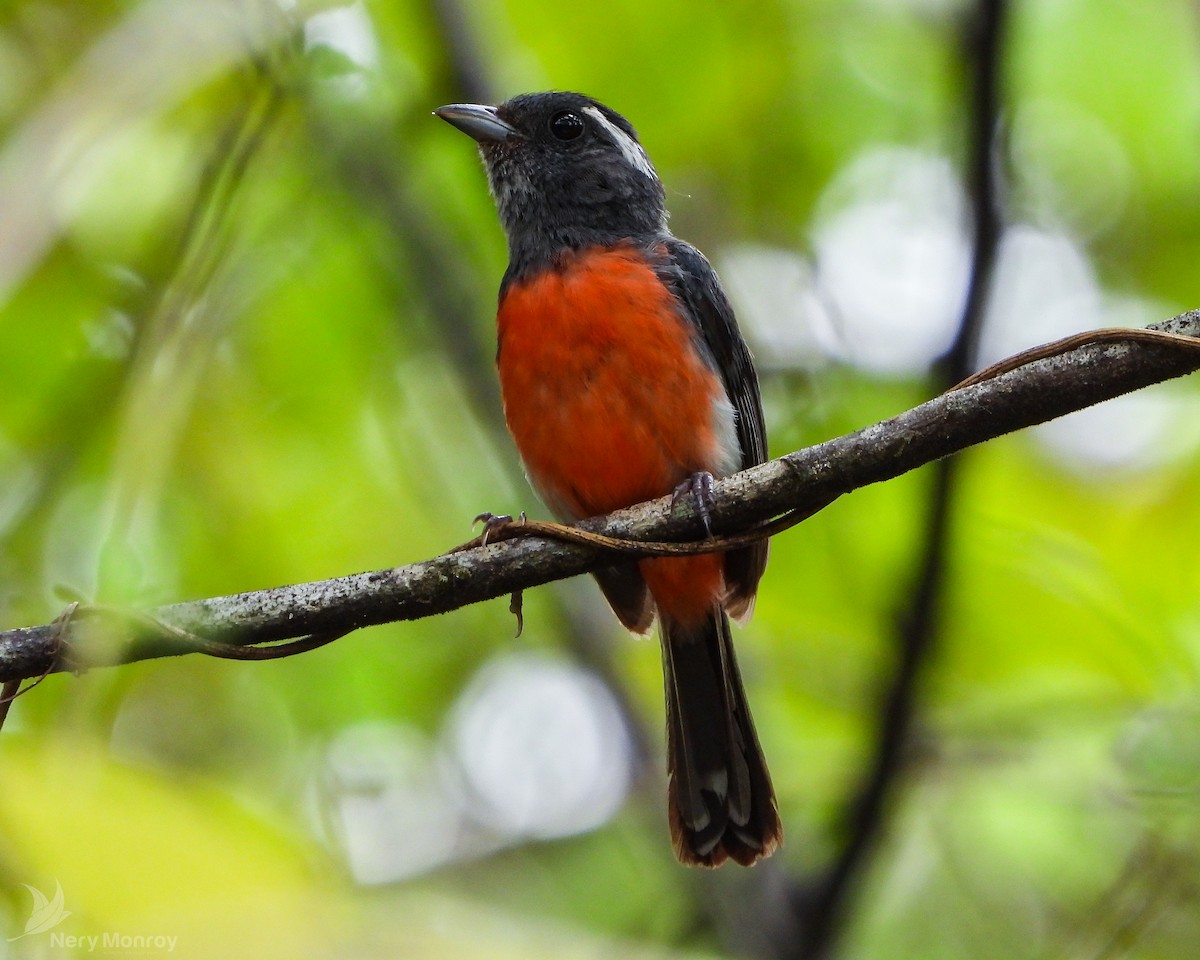 Gray-throated Chat - Nery Monroy