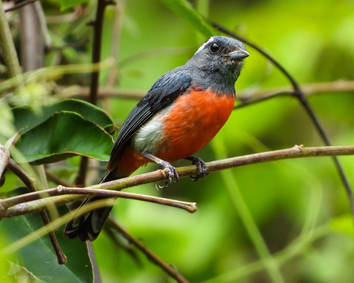 Gray-throated Chat - Nery Monroy