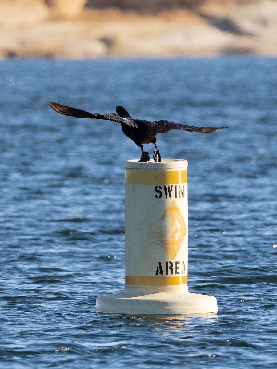 Double-crested Cormorant - ML592595991