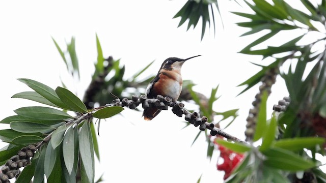 White-bellied Woodstar - ML592596711