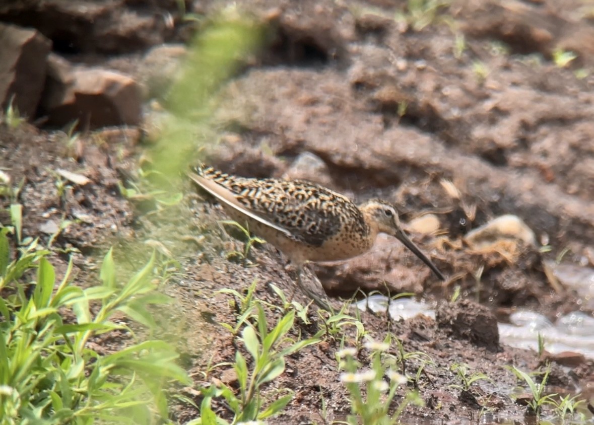 Short-billed Dowitcher - ML592597121