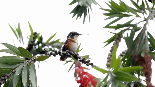 Colibrí de Mulsant - ML592597721