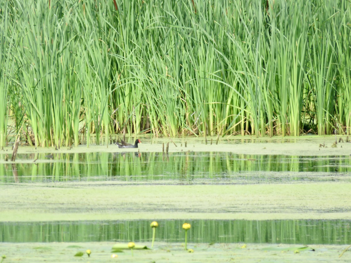 Common Gallinule - ML592598101