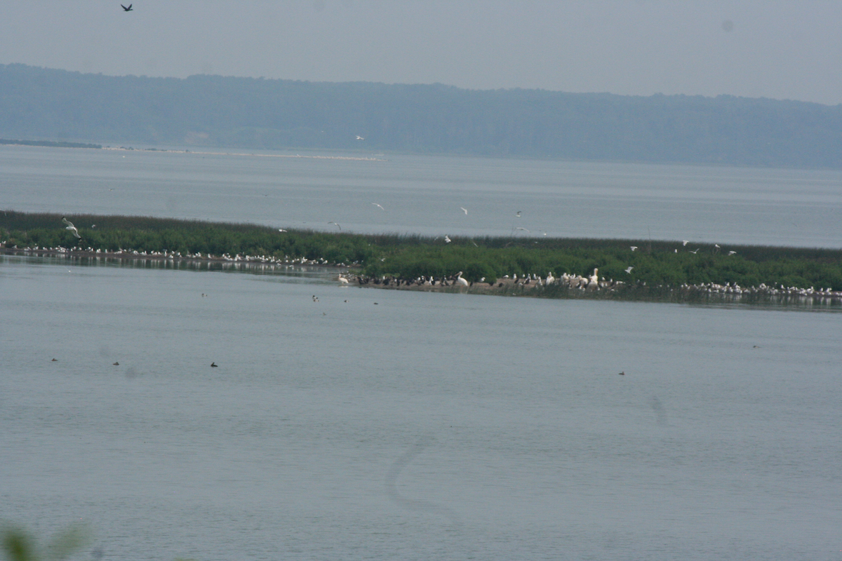 American White Pelican - ML592598131