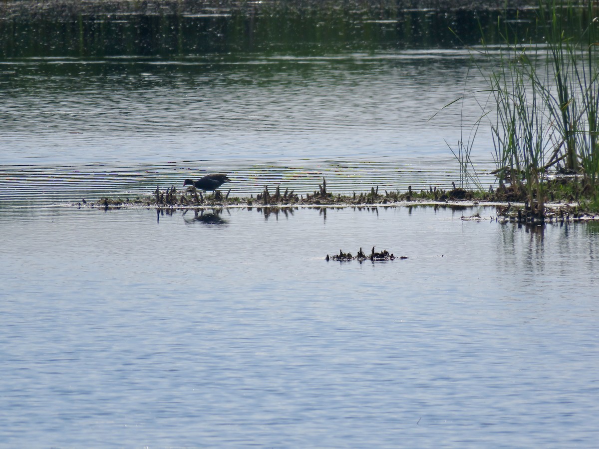 Common Gallinule - ML592598141