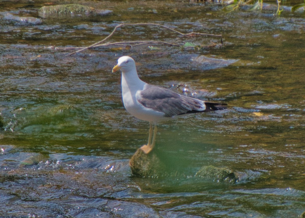 Lesser Black-backed Gull (graellsii) - ML592598191