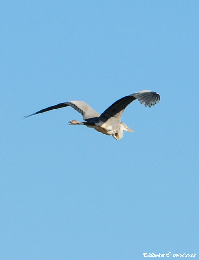 Gray Heron - ML592599311