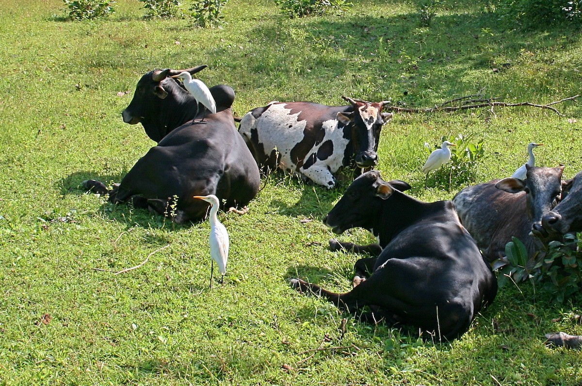 Eastern Cattle Egret - ML592599401