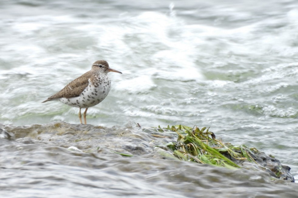 Spotted Sandpiper - ML592599761