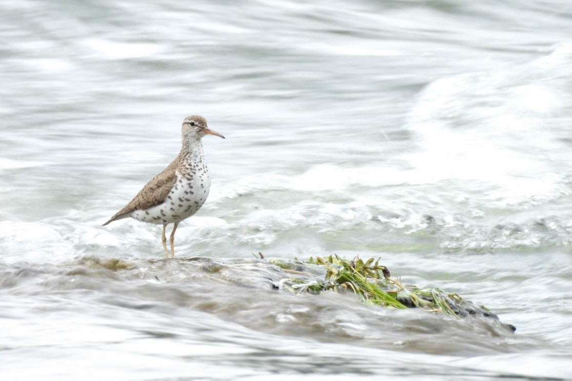 Spotted Sandpiper - ML592599781